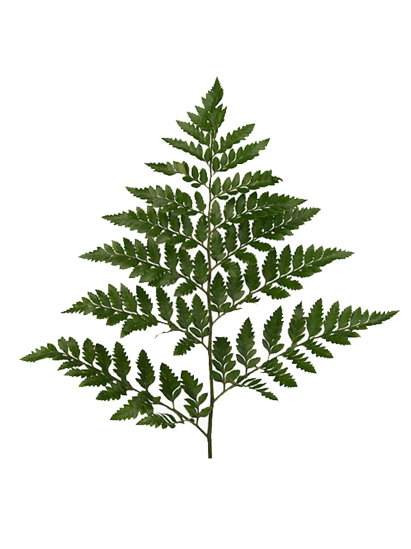 Blad Ledervaren small