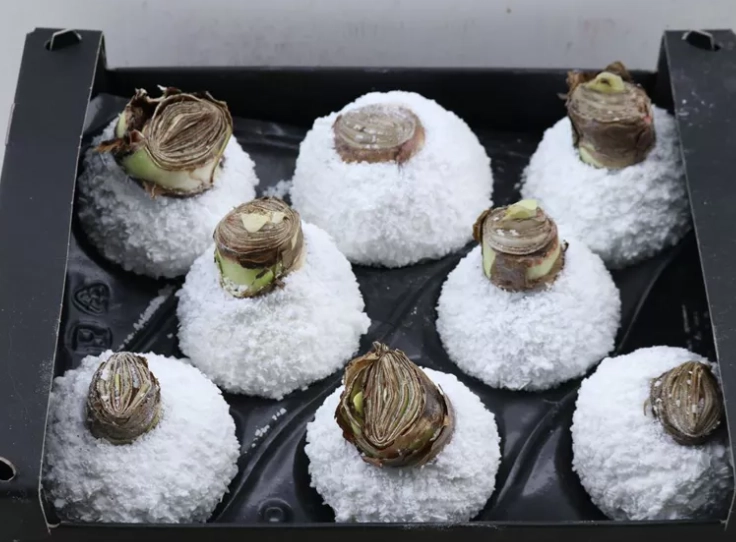 Wax hippeastrum snow topline wit