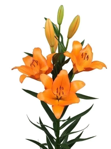 Lilium la san lugano | Wholesale flowers, plants and supplies Lilium la san lugano