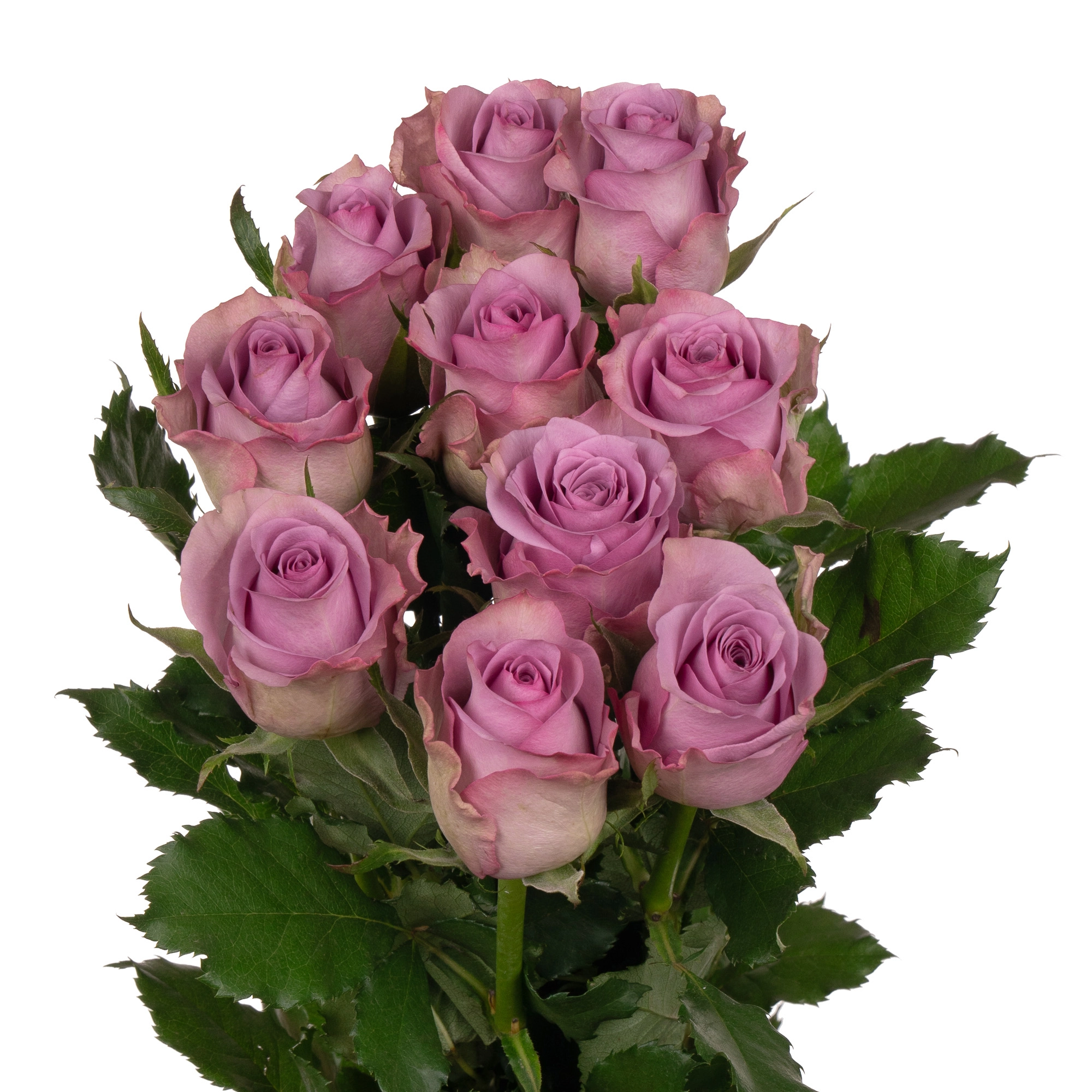 Rose nightingale | Wholesale flowers, plants and supplies Rose nightingale