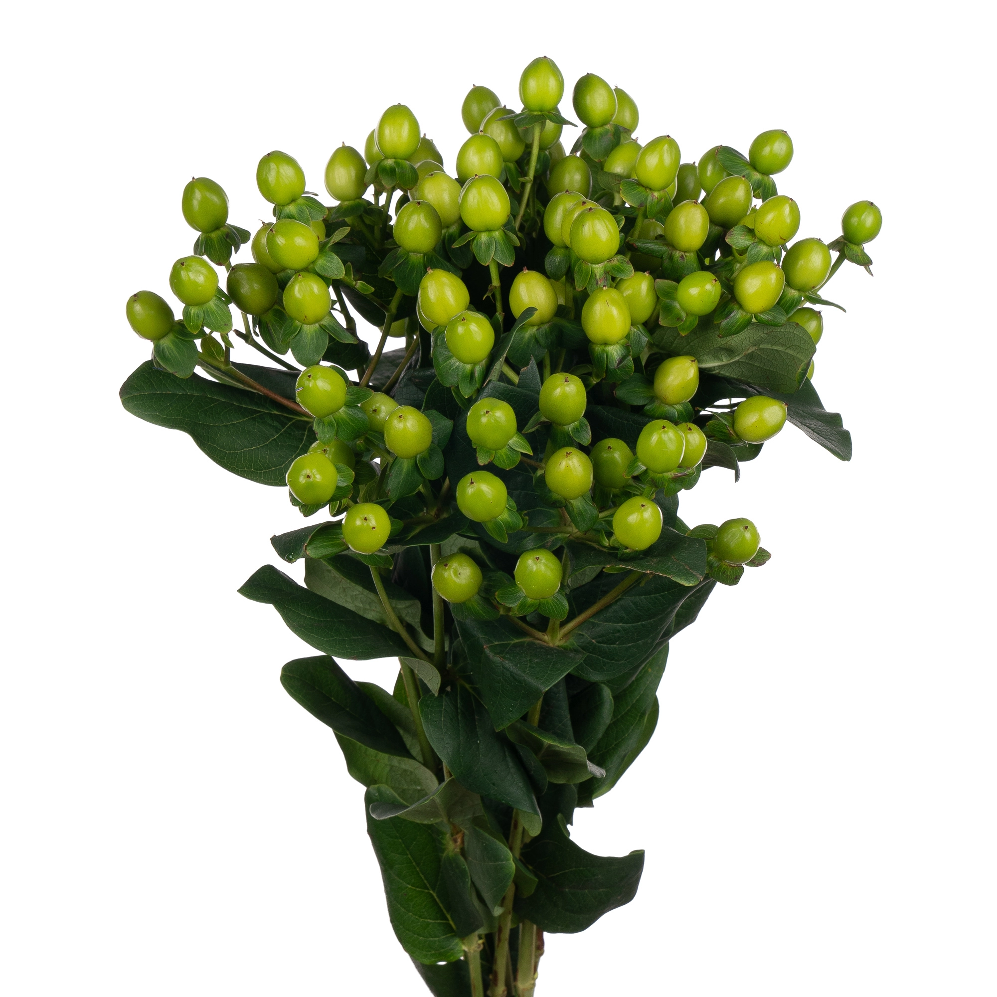 Hypericum coco bamboo
