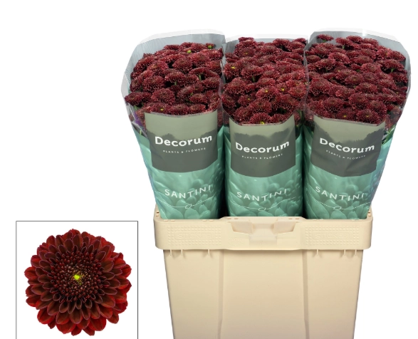 Chrysanthemum santini alonso