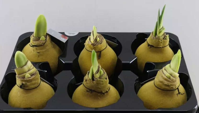 Wax Hipp Velvet Gold