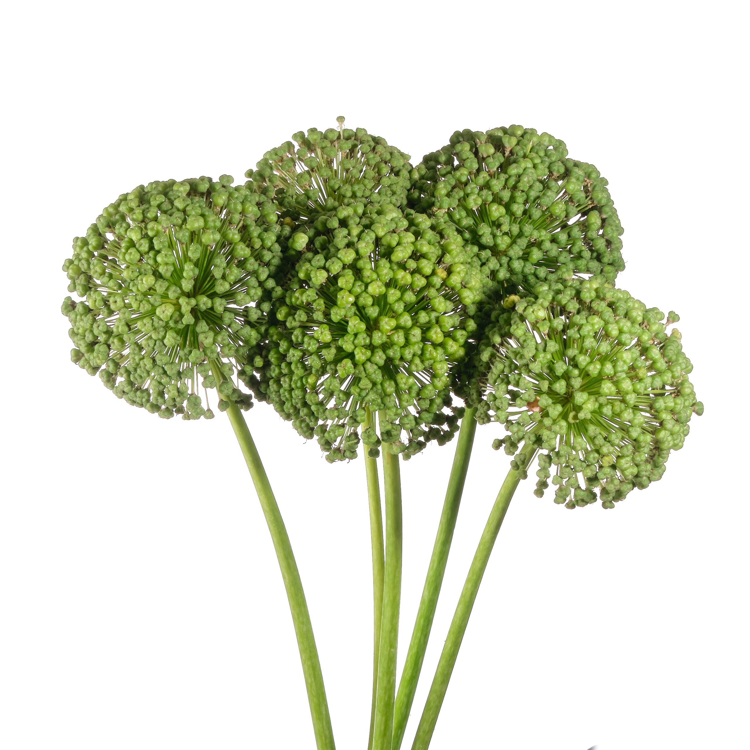 Allium seeds