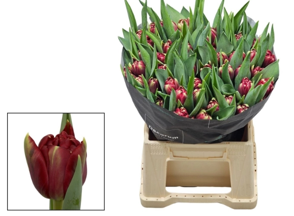 Tulip double red eye