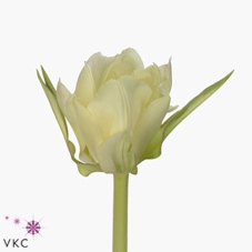 Tulip double white valley