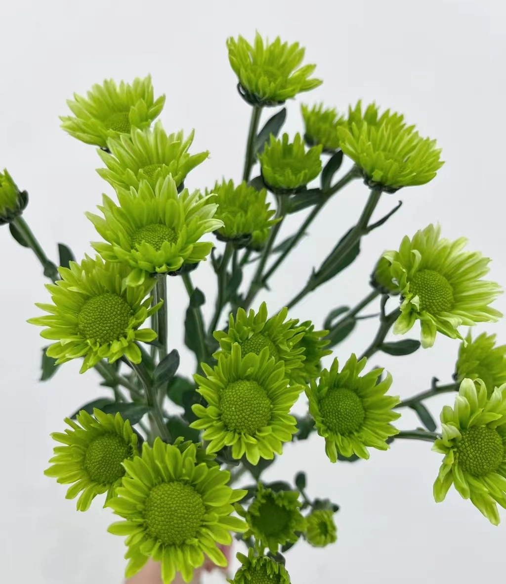Chrysanthemum santini green elf | Wholesale flowers, plants and supplies Chrysanthemum santini green elf