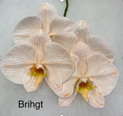 Phalaenopsis dyed bright | Wholesale flowers, plants and supplies Phalaenopsis dyed bright