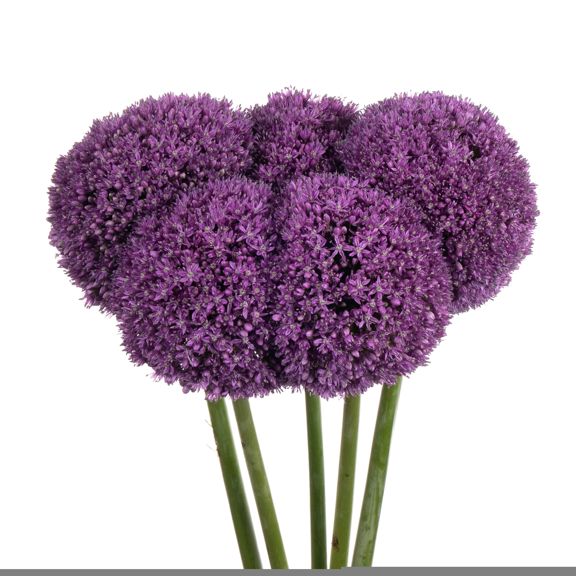 Allium ambassador