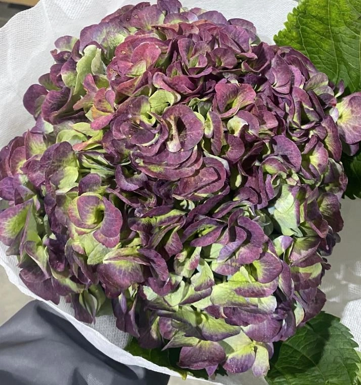 Hydrangea classic green