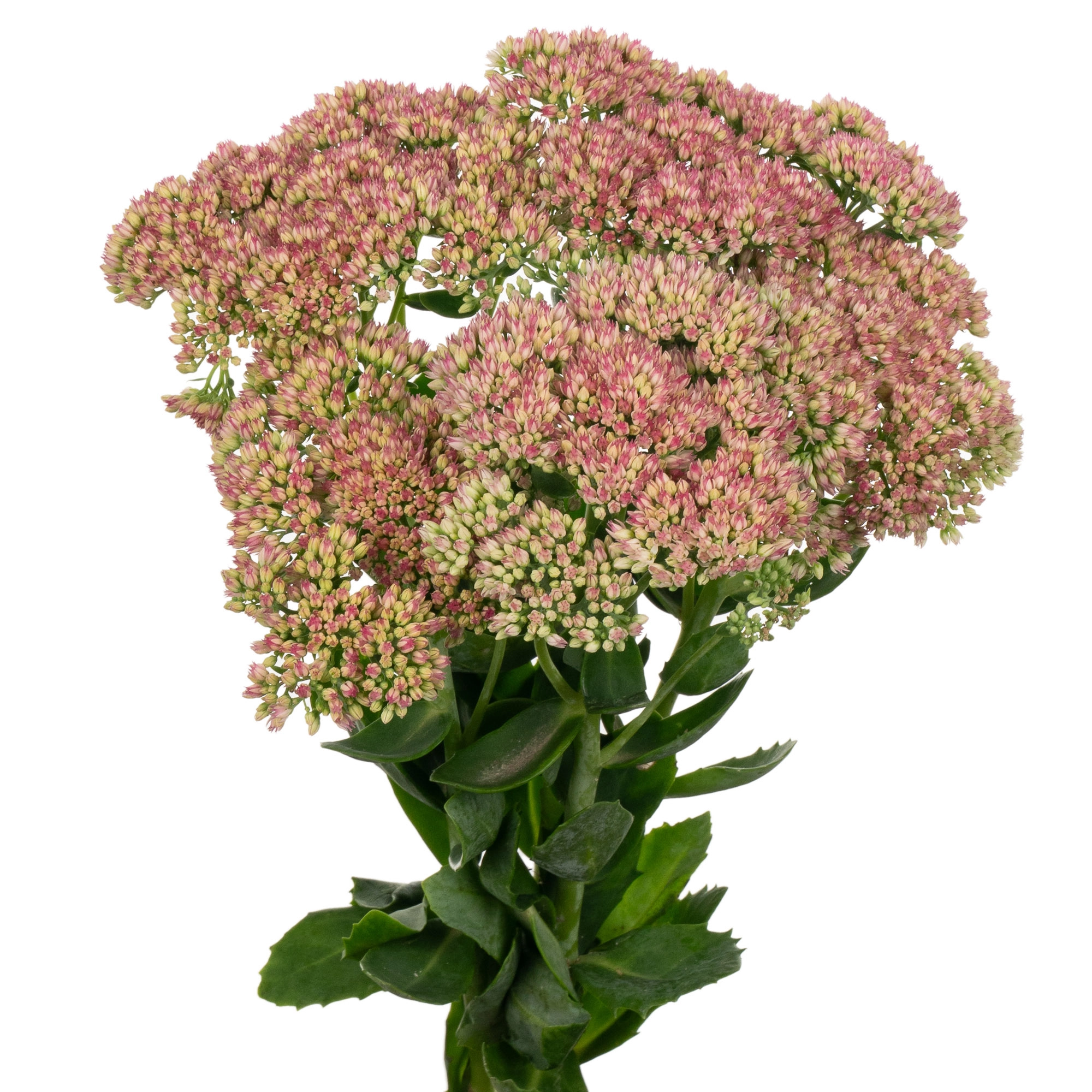 Sedum herbstfreude
