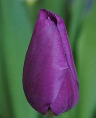 Tulip enkel angola