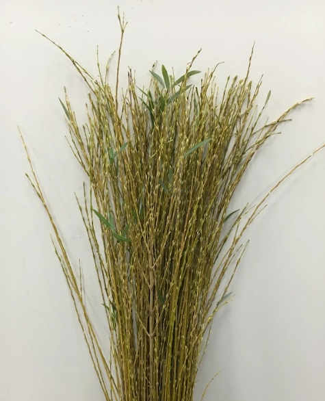 Salix kori yanagi