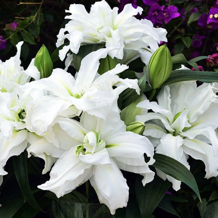 Lilium oriental double roselily aischa