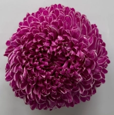 Chrysanthemum tinted violet burgundy