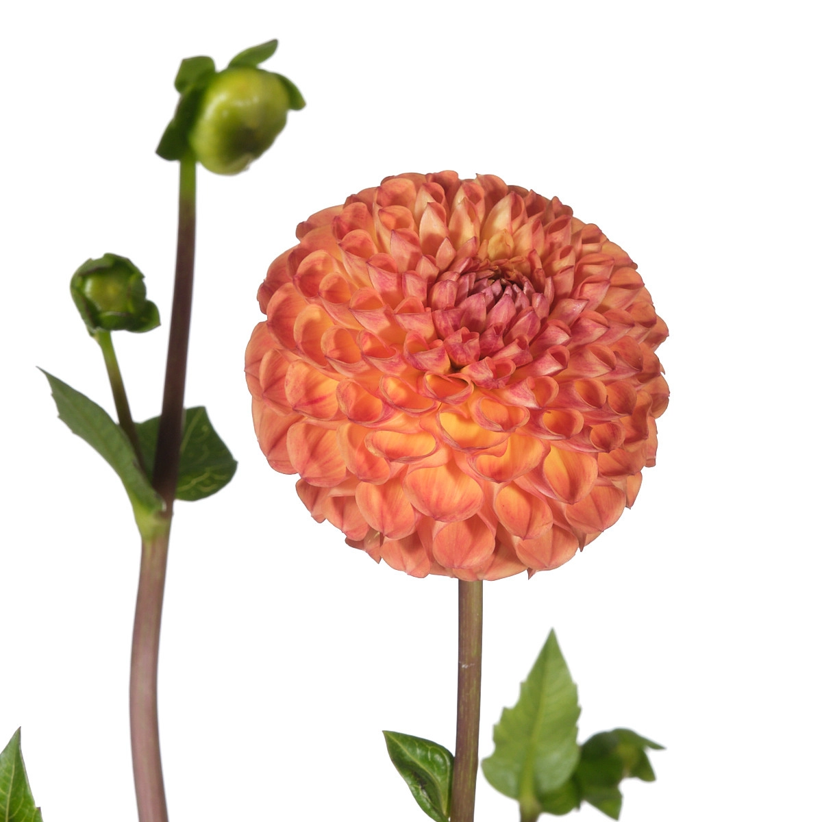 Dahlia bronze