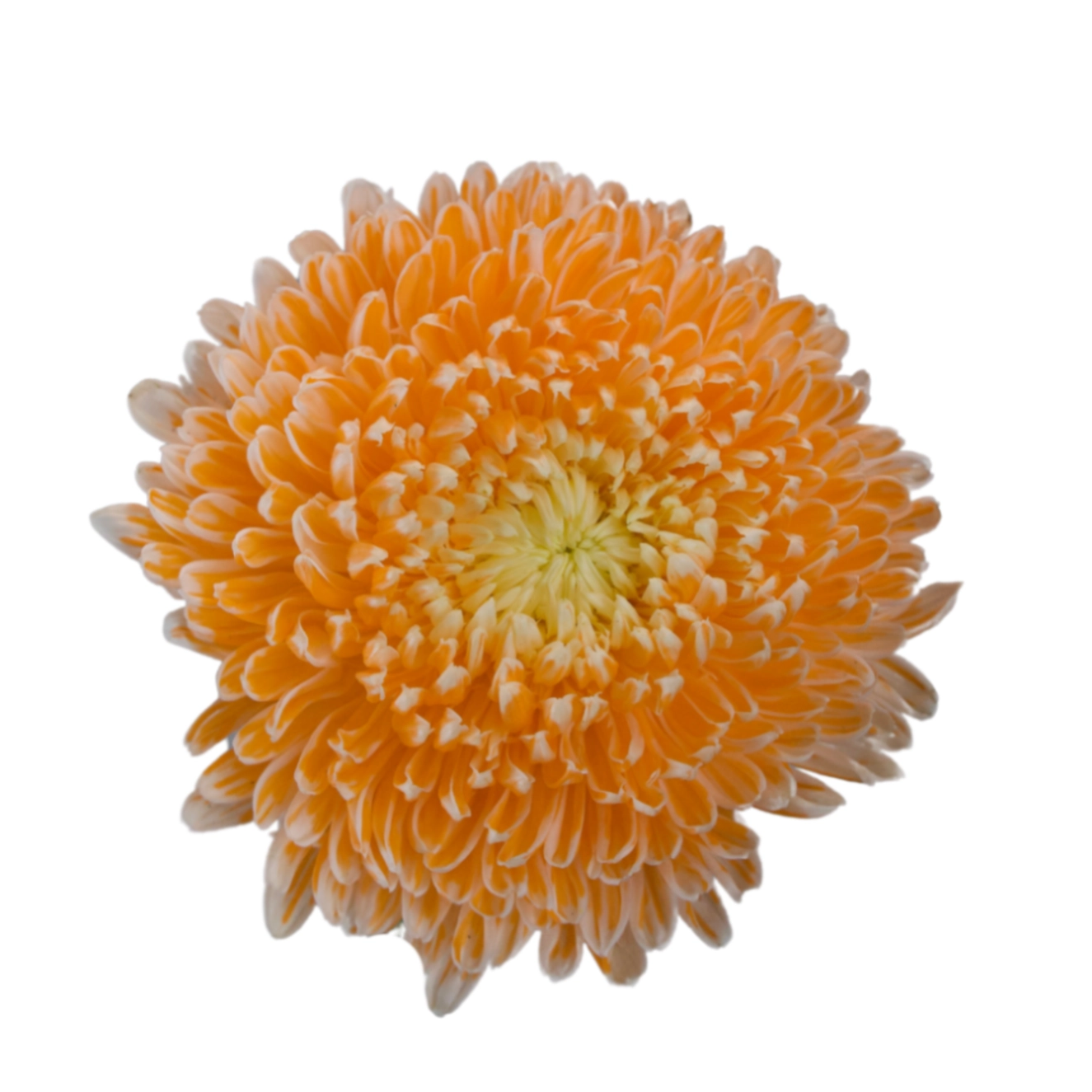 Chrysanthemum tinted orange