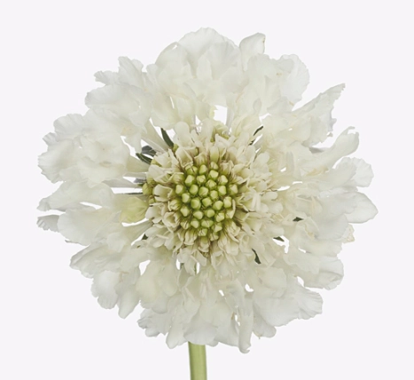 Scabiosa french vanilla