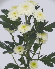 Chrysanthemum santini miller white | Wholesale flowers, plants and supplies Chrysanthemum santini miller white