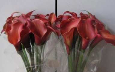 Zantedeschia