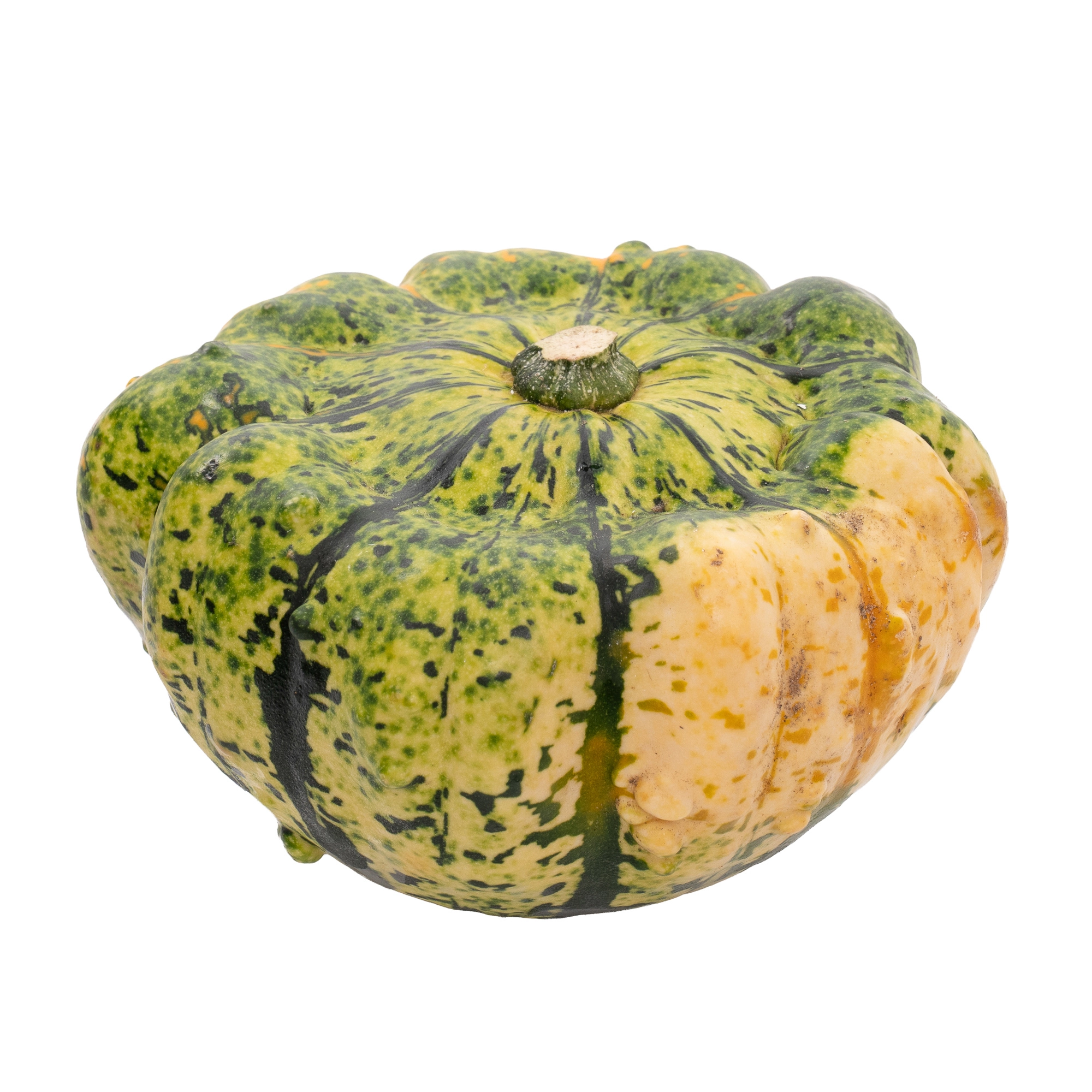 Cucurbita flying saucer
