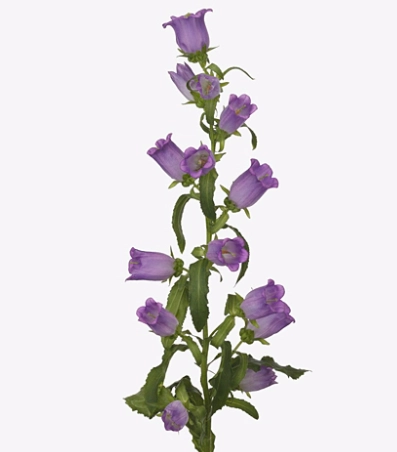 Campanula medium champion lilac | Wholesale flowers, plants and supplies Campanula medium champion lilac