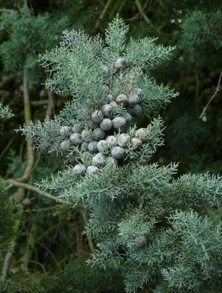 Cupressus glauca