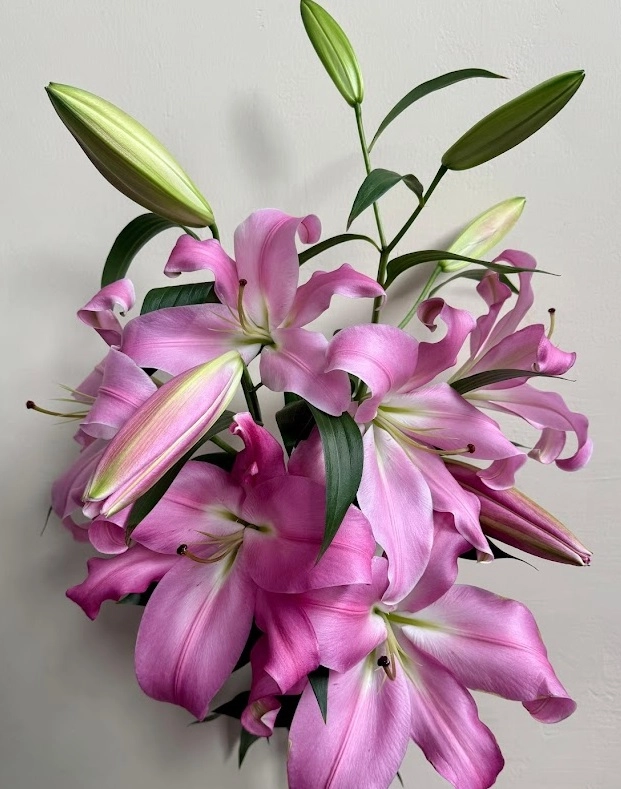 Lilium ot laurana