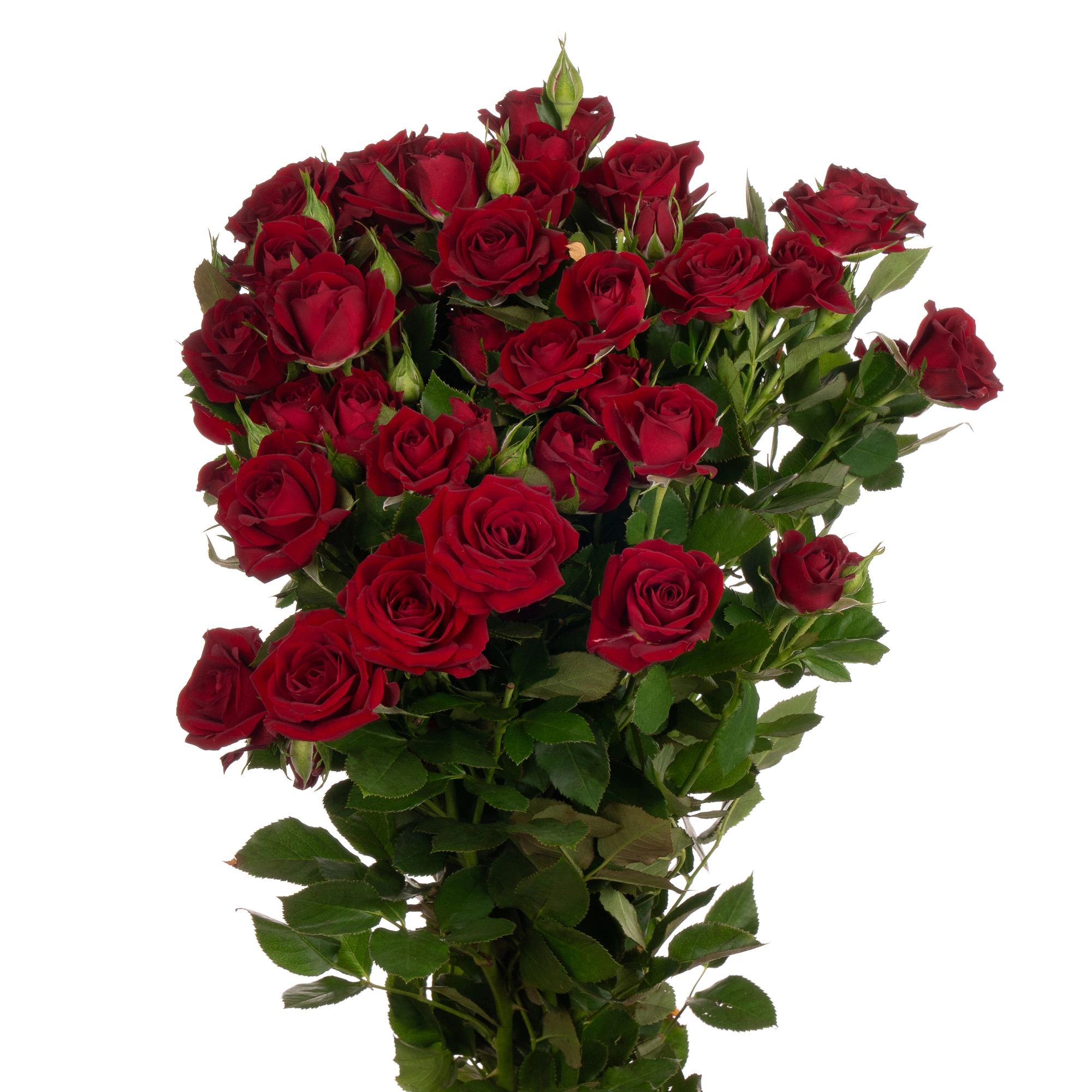 Rose spray pushkin | Wholesale flowers, plants and supplies Rose spray pushkin