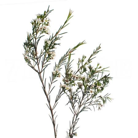 Chamelaucium sweet georgia