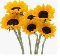 Helianthus select vincents choice