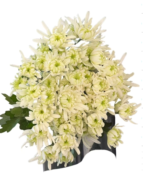 Chrysanthemum santini rui white