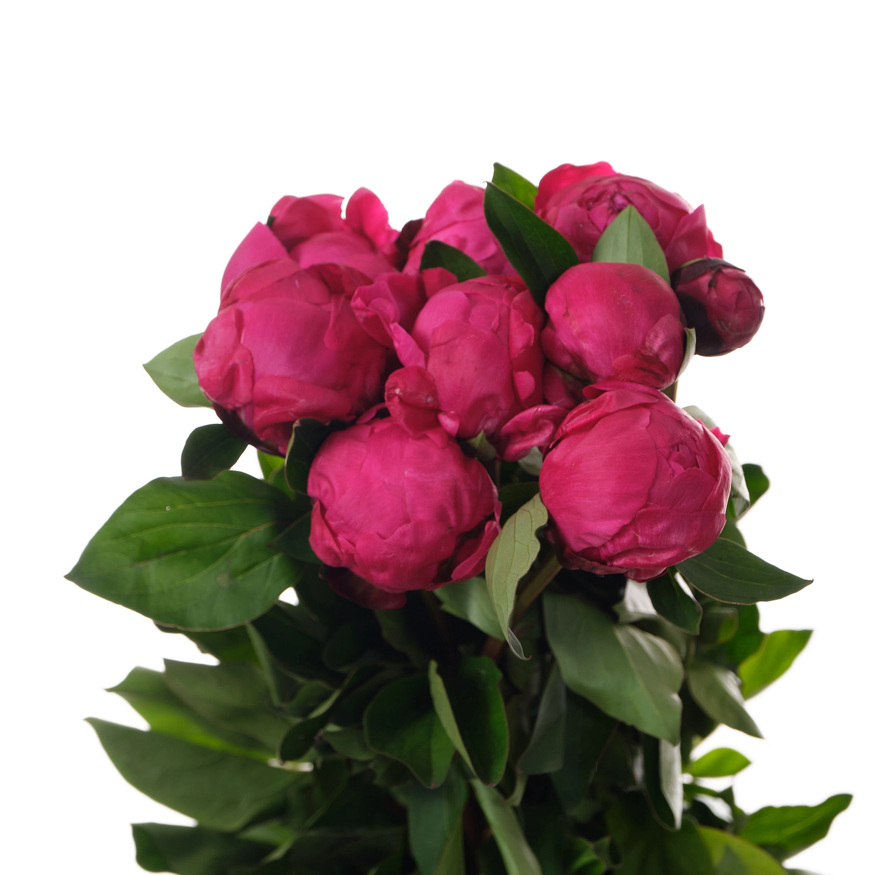 Paeonia red sara