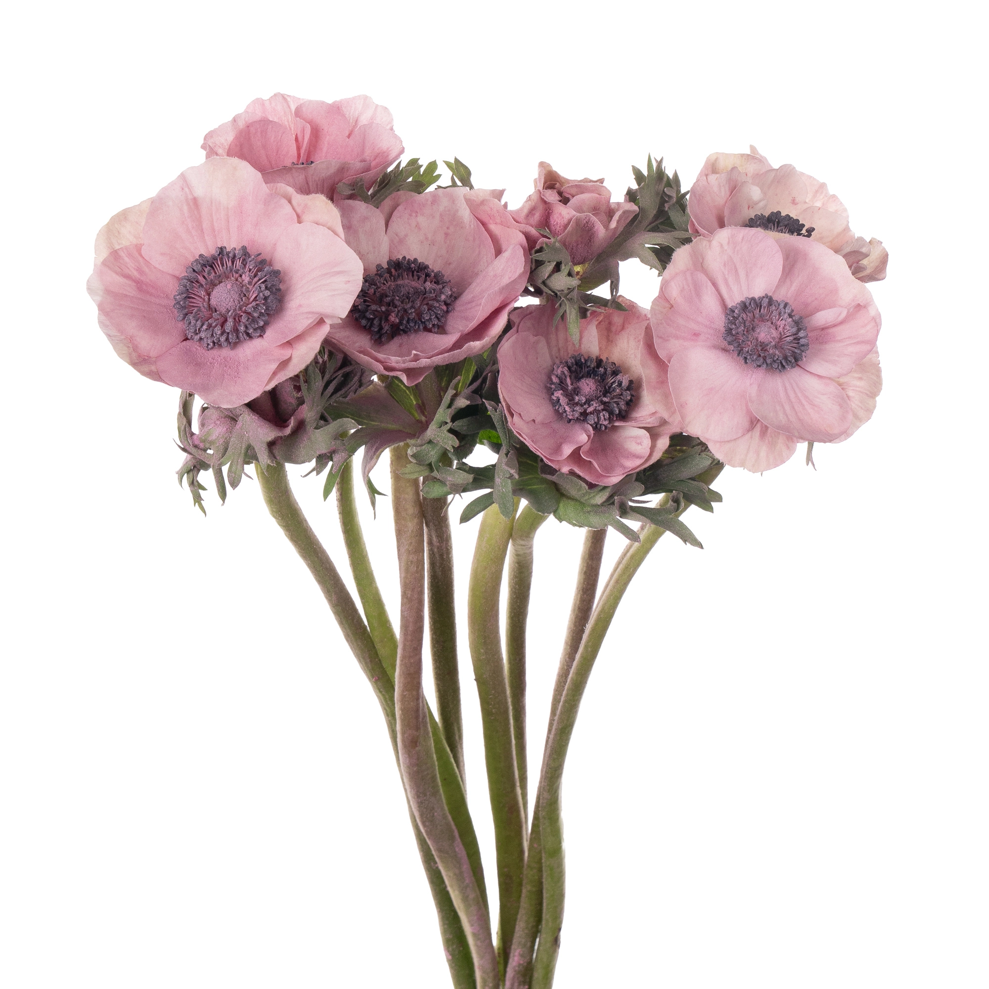 Anemone powder milka