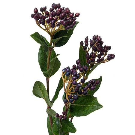Viburnum red