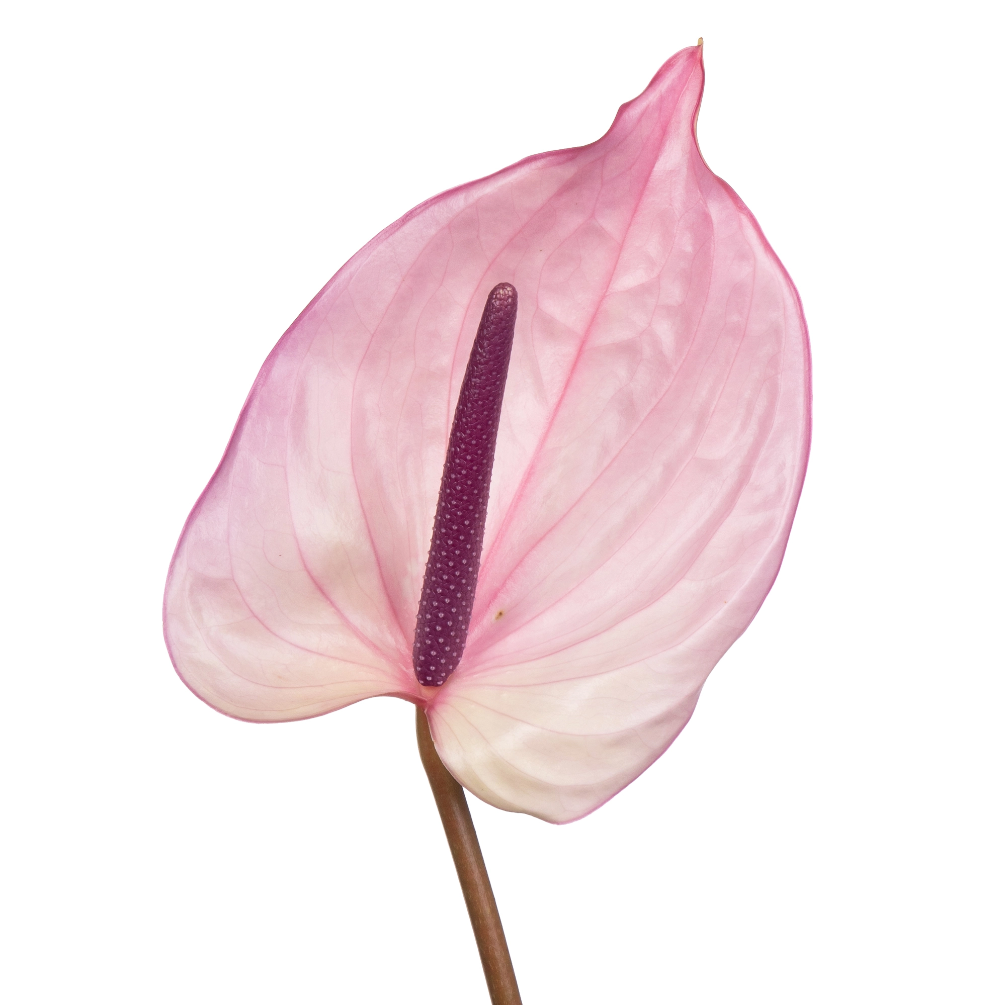 Anthurium bellanca
