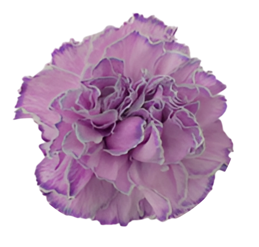 Carnation tinted cct-005