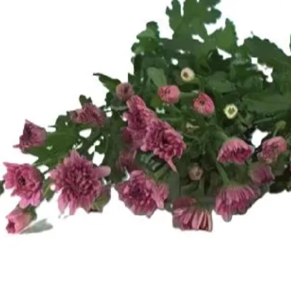 Chrysanthemum santini grace