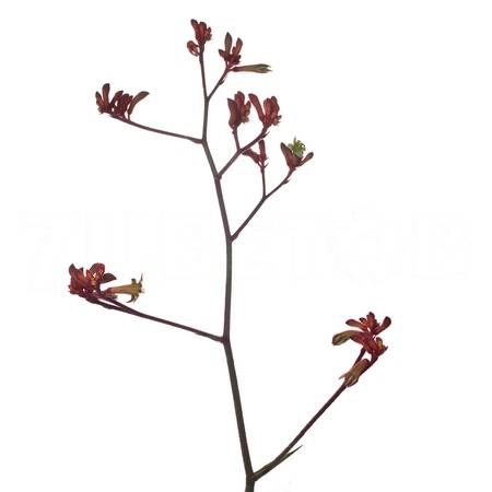 Anigozanthos red