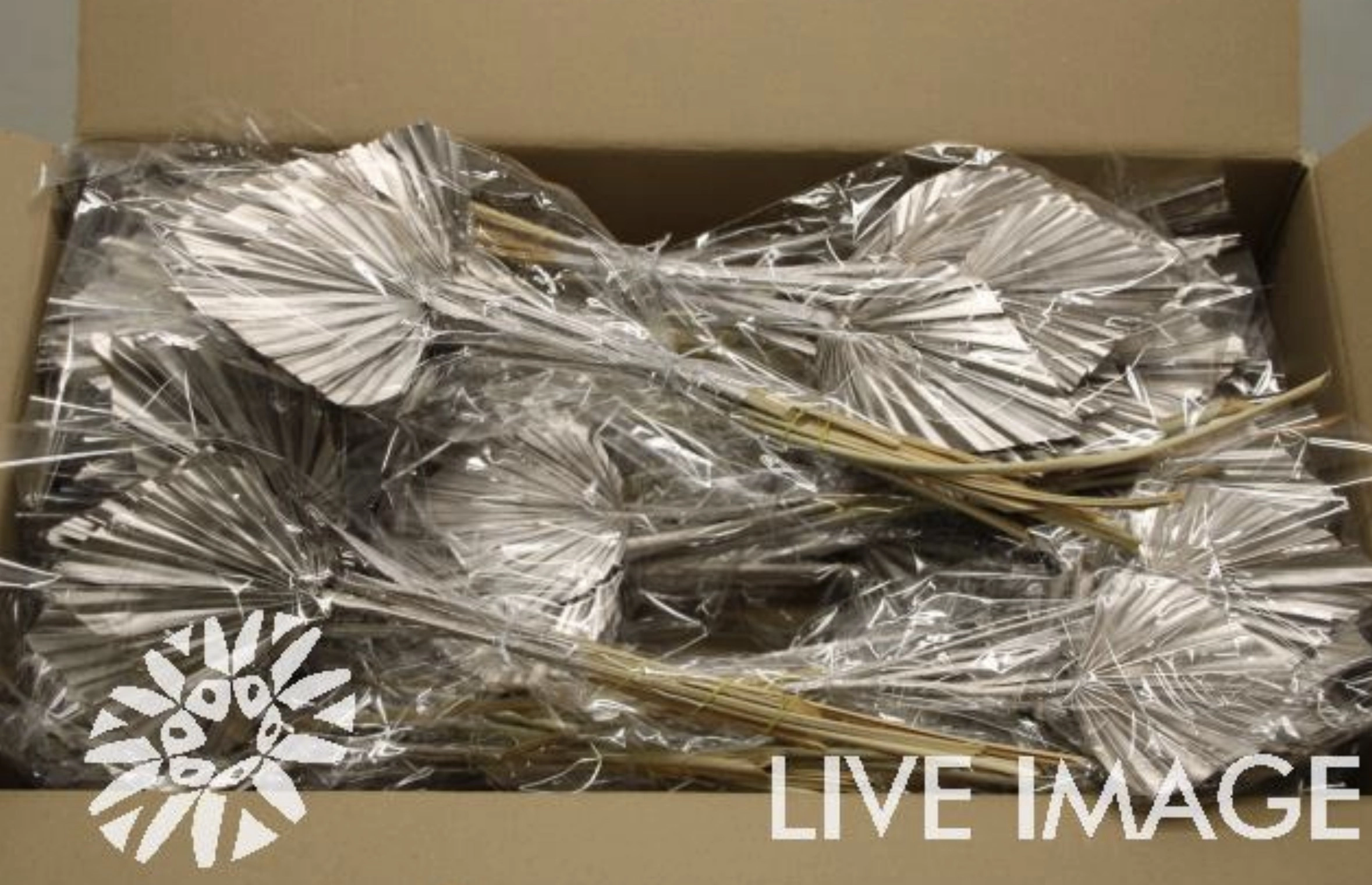 Dried palm spear paint champagne