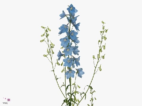 Delphinium sky waltz
