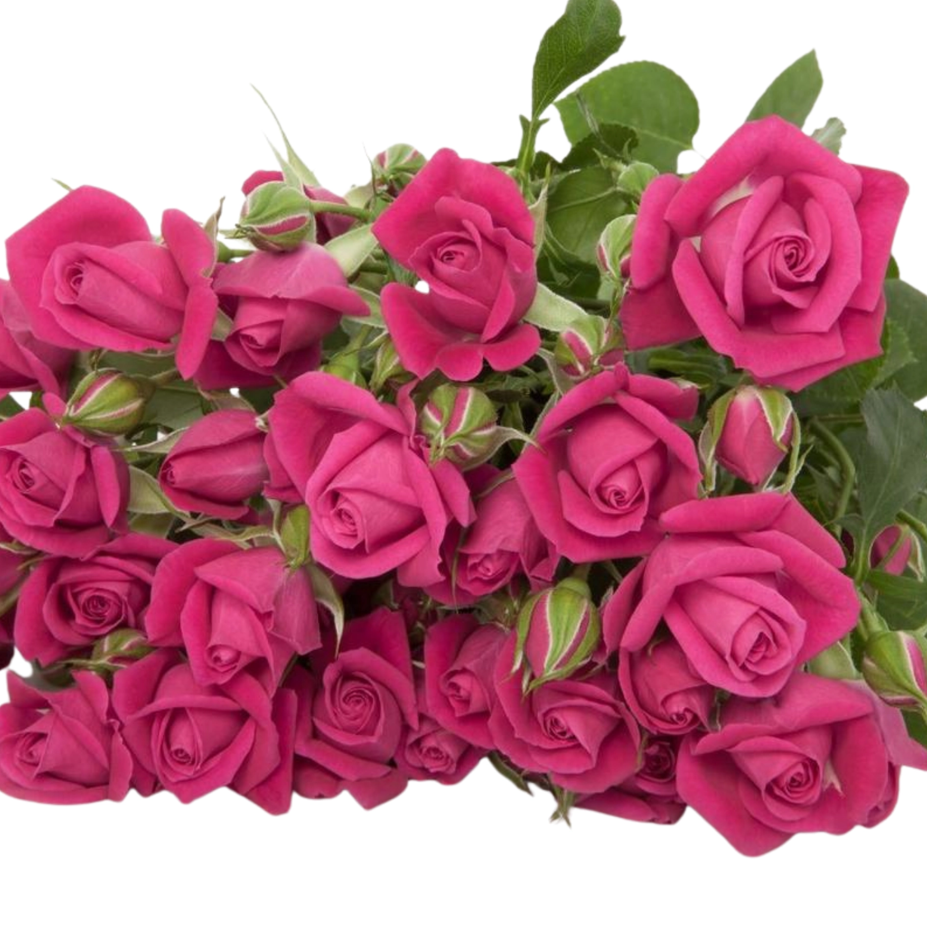 Rose spray alicia | Wholesale flowers, plants and supplies Rose spray alicia