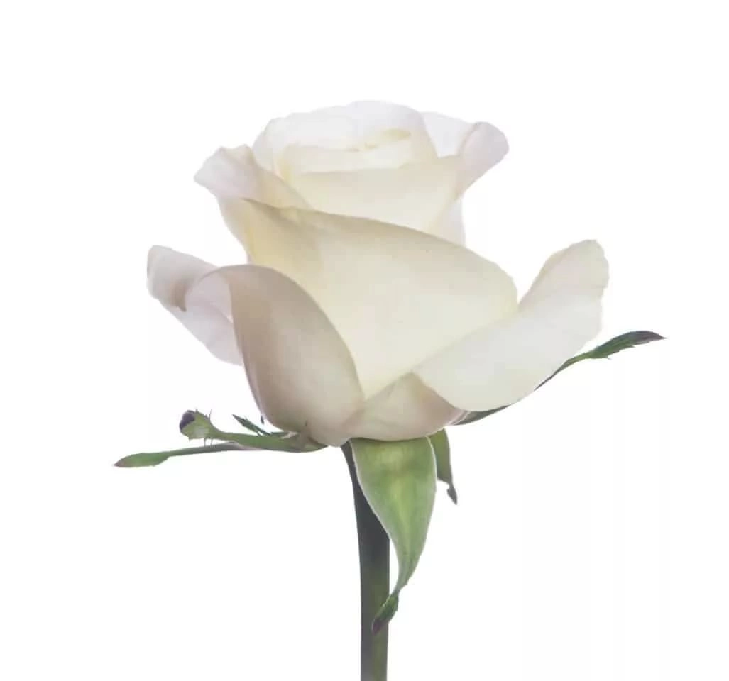 Rose pegasso