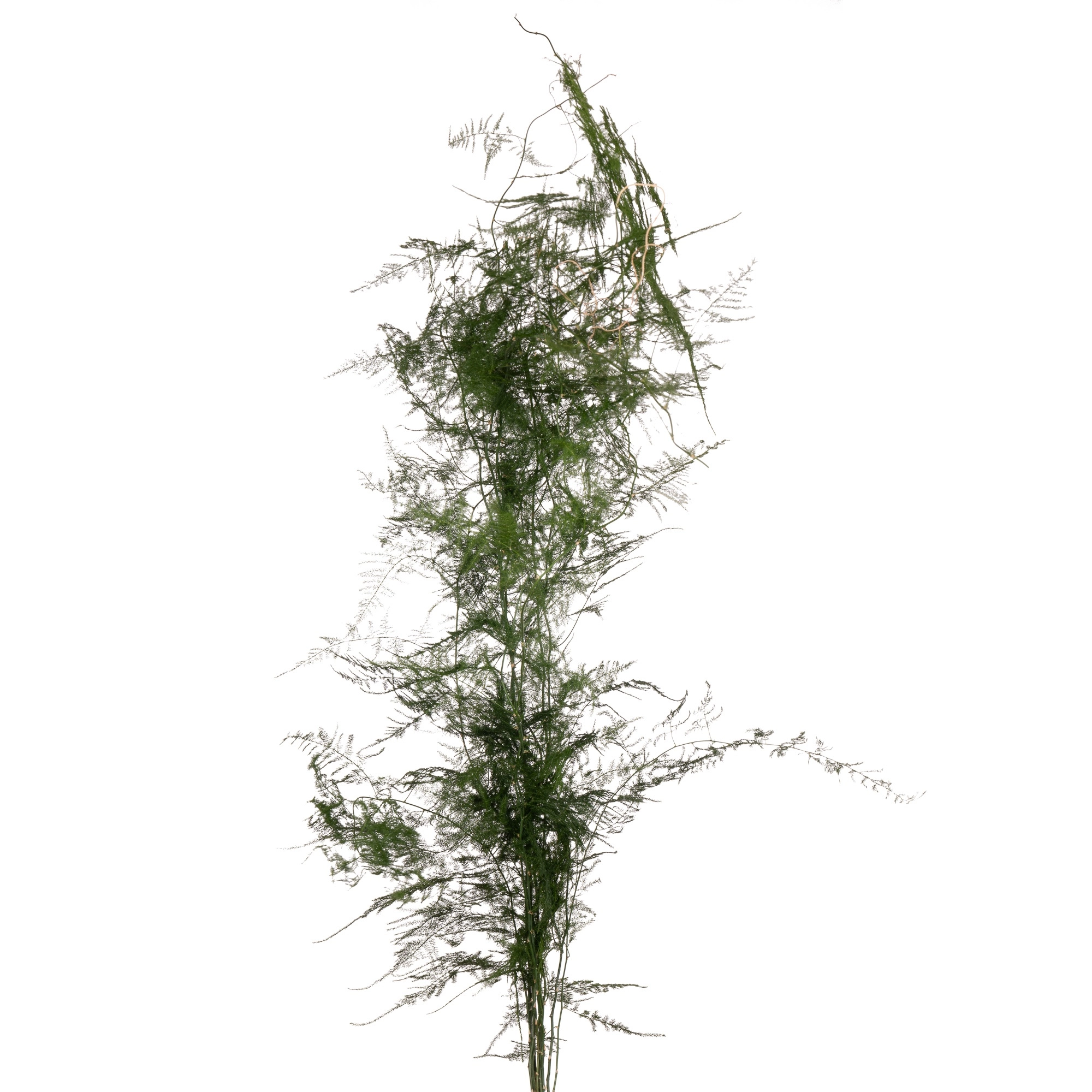 Blad Asparagus treefern