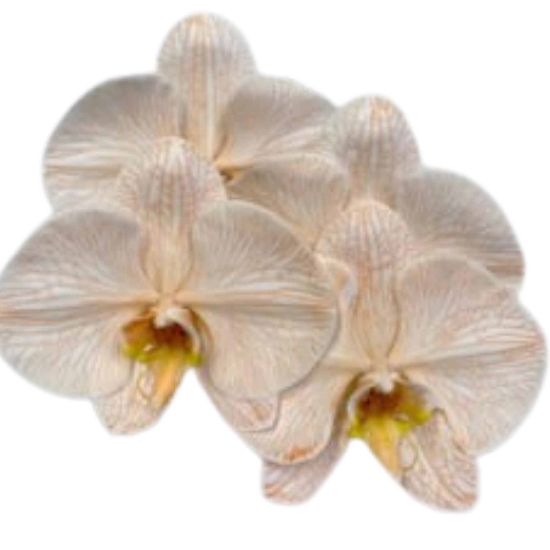 Phalaenopsis dyed bright