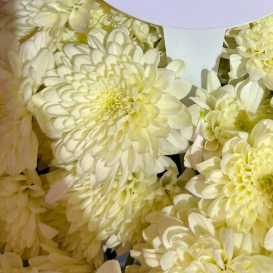 Chrysanthemum spray moonlite