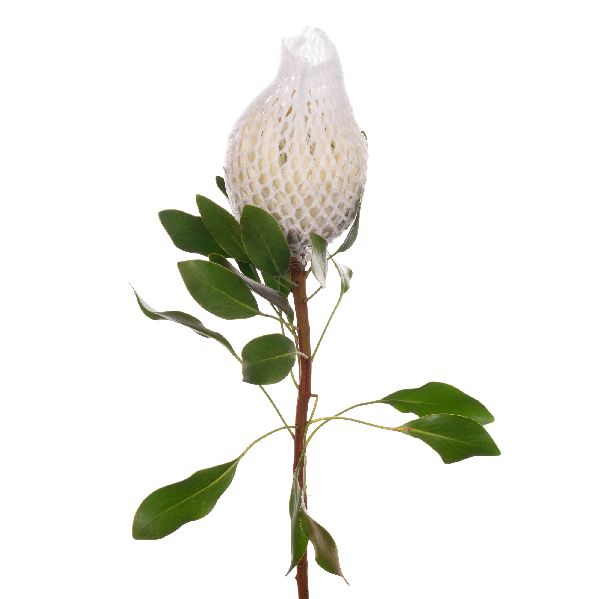 Protea arctic ice