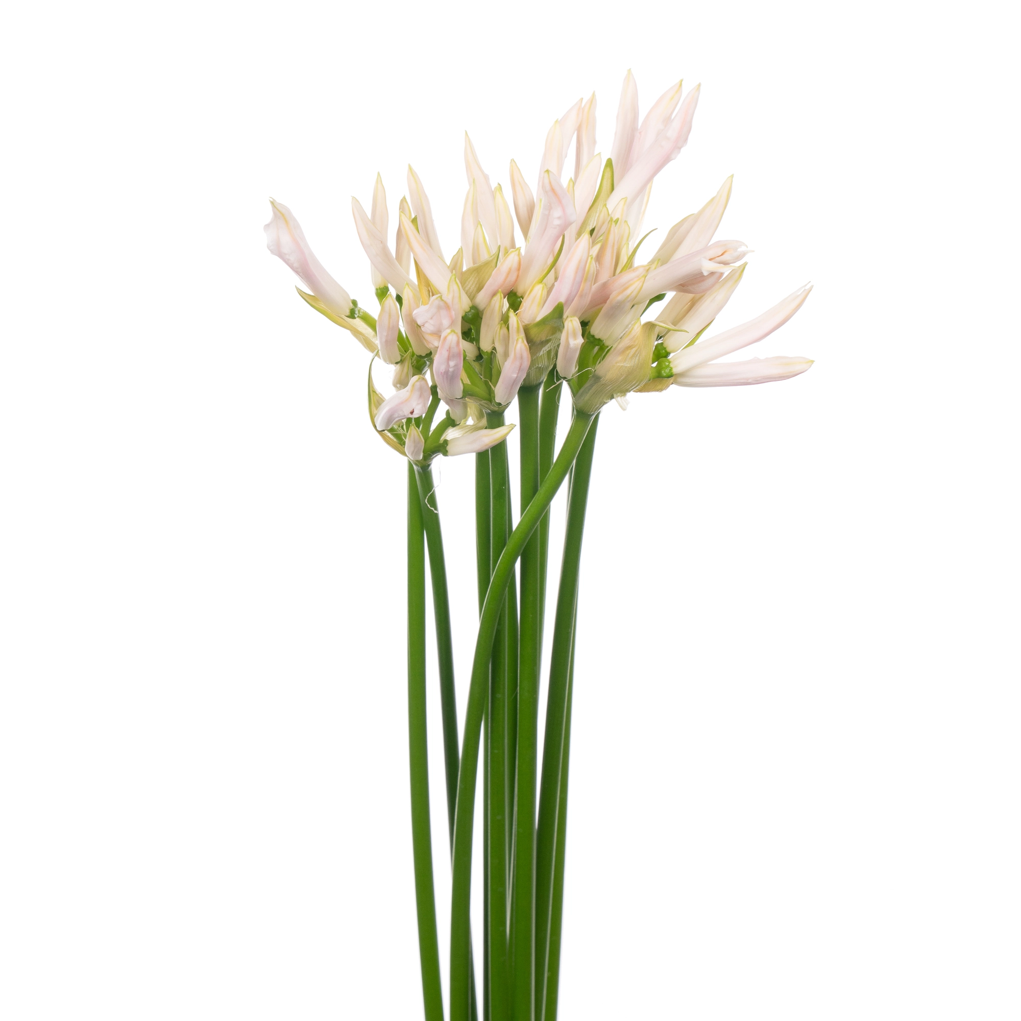 Nerine white charm