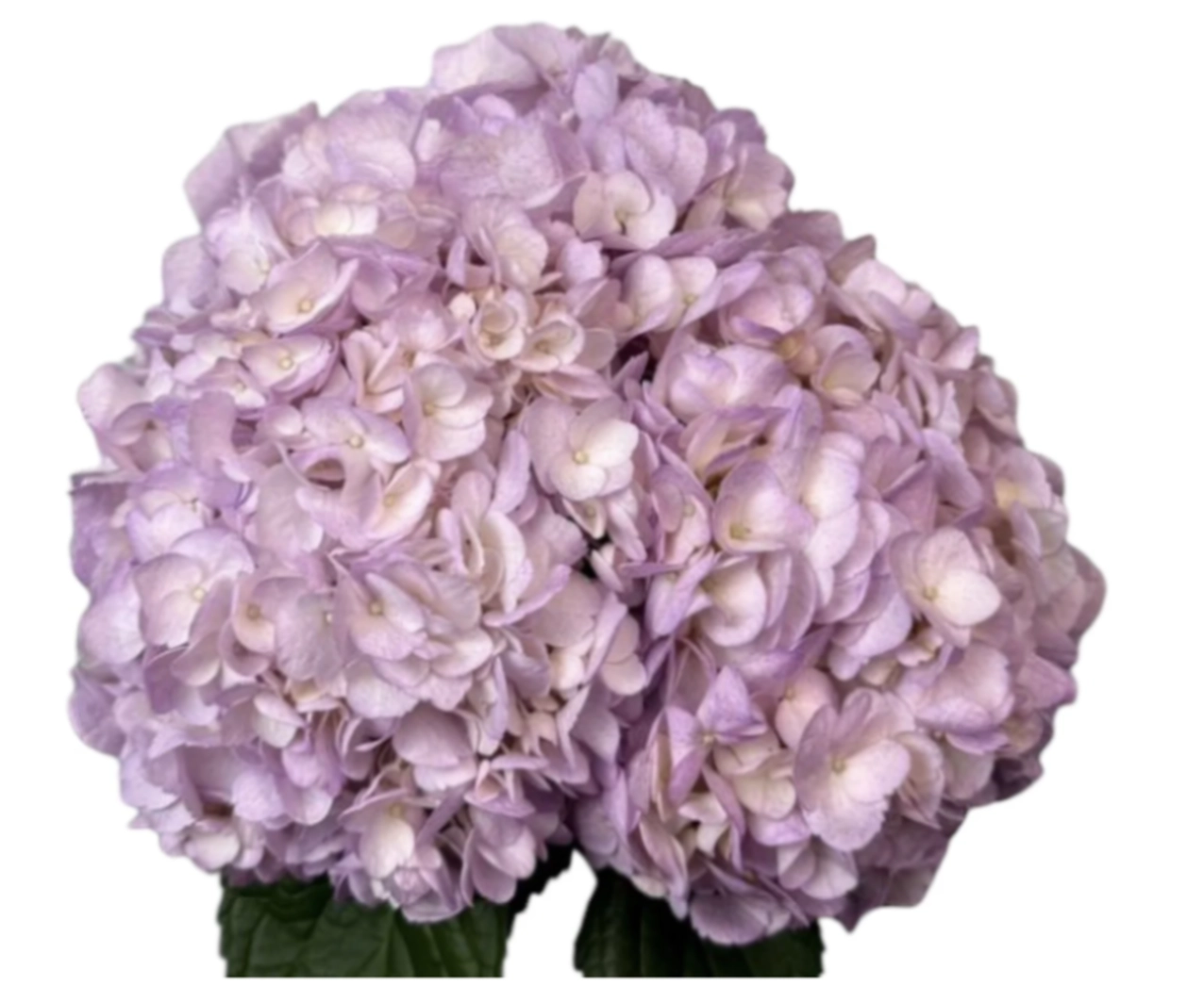 Hydrangea premium pastel lavender