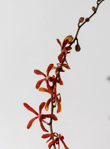 Mokara anne black | Wholesale flowers, plants and supplies Mokara anne black